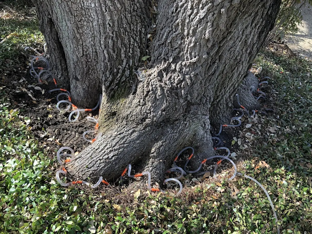 Detailed Tree Cabling and Bracing job site in Gibbonsville