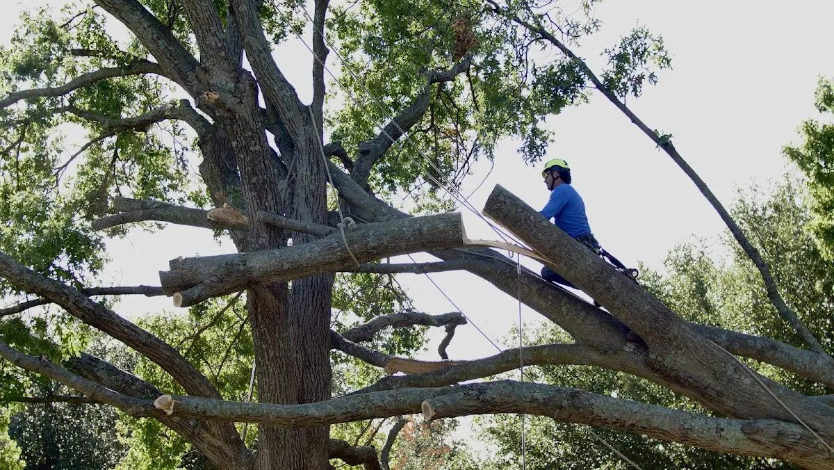 Professional Hazardous Tree Removal performed by certified arborists in Gibbonsville